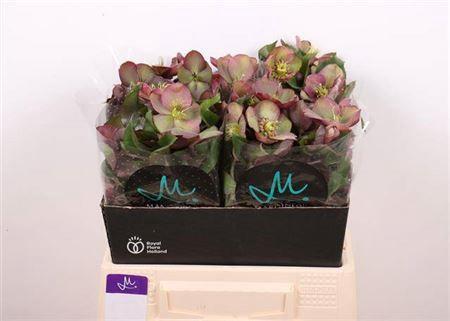 Helleborus 'Mammoth Pink'