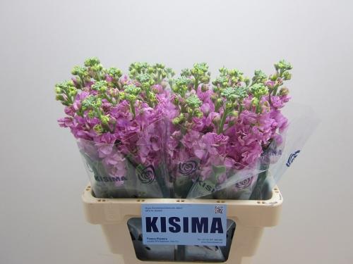 Matthiola incana 'Iron Pink'