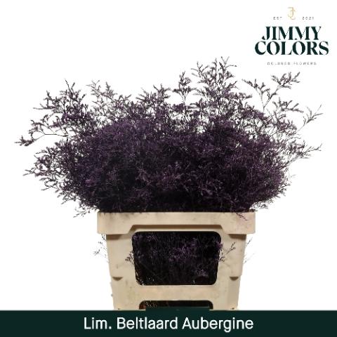 Limonium overig kleurbehandeld H%