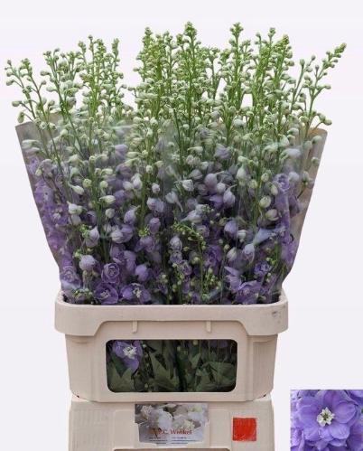 Delphinium Elatum Grp dubbelbloemig 'Aurora Lavender'