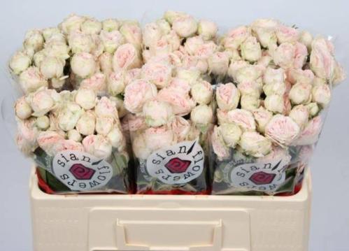 Rosa tros Lady of the Dawn