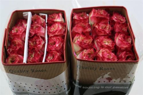 Rosa grootbloemig Apple Jack