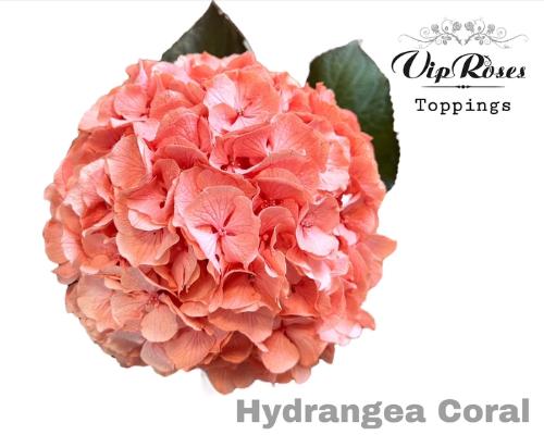 Hydrangea overig kleurbehandeld H%