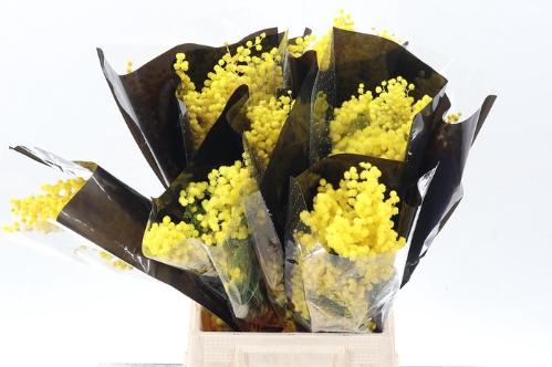 Acacia baileyana bloeiend per bos 'Purpurea'Dealbata Grp