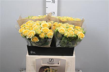 Rosa tros Bandolero