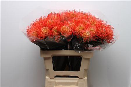 Leucospermum cordifolium 'Succession'