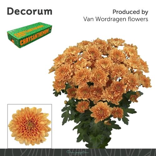 Chrysanthemum (Indicum Grp) tros Kalimba Orange
