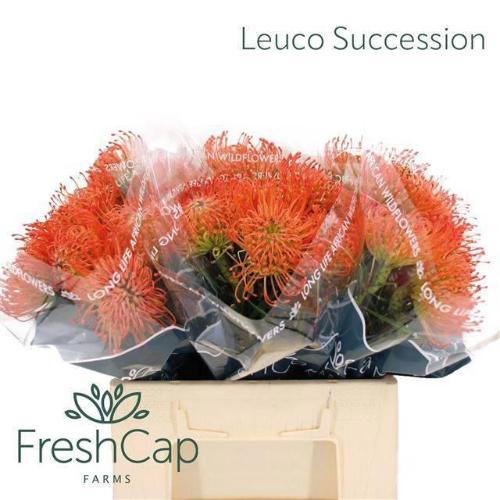 Leucospermum cordifolium 'Succession'