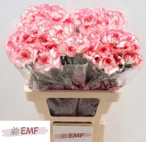 Dianthus standaard Bacarat Pink