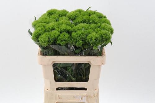 Dianthus barbatus Green Wicky