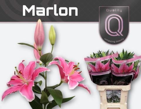 Lilium Oriental Grp 'Marlon'