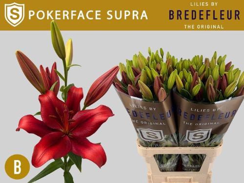 Lilium (La-Hybrids Grp) 'Pokerface'