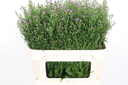 Aster Novi-belgii Grp Casarosa