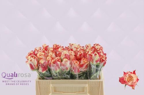 Rosa grootbloemig Chapeau