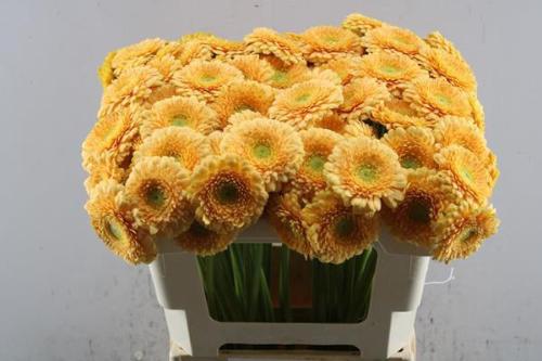 Gerbera mini bolvormig Pomponi Peachy