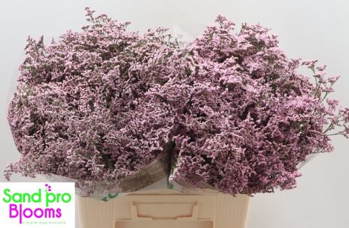 Limonium Safora Oshi Pink