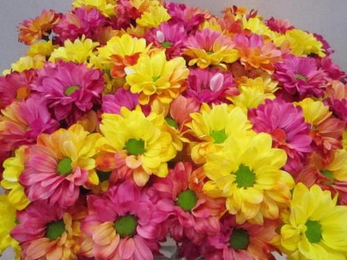 Chrysanthemum Indicum Grp tros kas kleurbehandeld H%