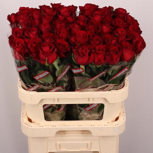 Rosa grootbloemig Ever Red