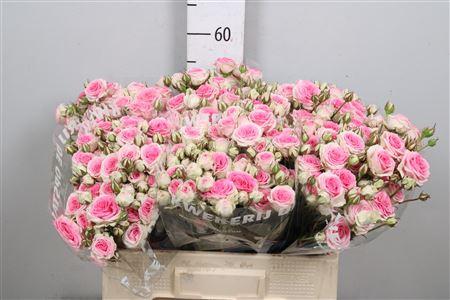 Rosa tros Mimi Eden