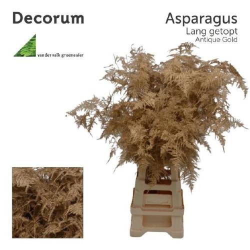 Asparagus overig kleurbehandeld H%