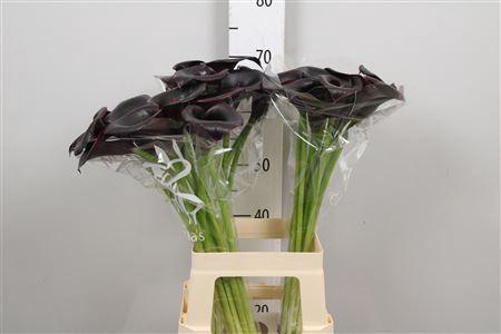 Zantedeschia 'Cantor'