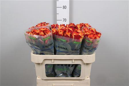 Rosa grootbloemig Silantoi