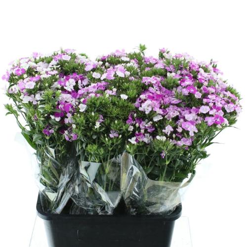 Dianthus barbatus Amazon Lavender Magic