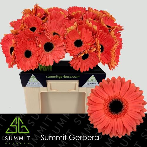Gerbera grootbloemig Jamilla