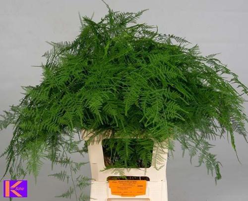 Asparagus setaceus overig