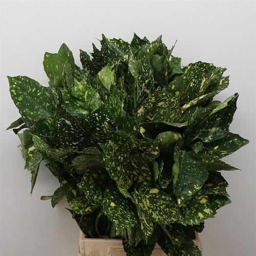 Aucuba japonica (decor) per bos