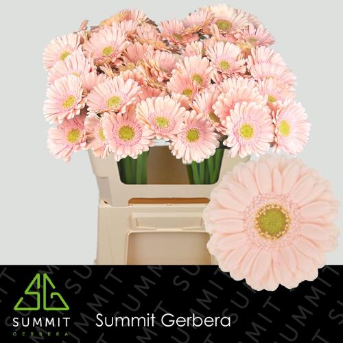Gerbera mini Alix-Noor