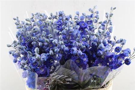 Delphinium Elatum Grp dubbelbloemig 'Dewi Blue Star'