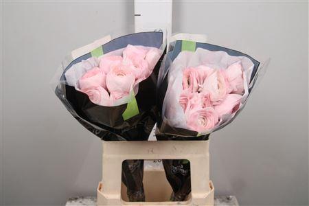 Ranunculus asiaticus Success Lady