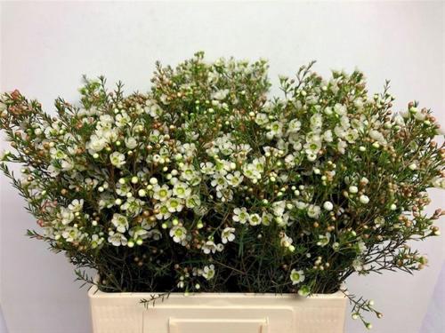 Chamelaucium megalopetalum 'Sirius'