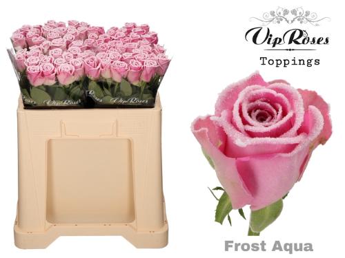 Rosa grootbloemig kleurbehandeld H%