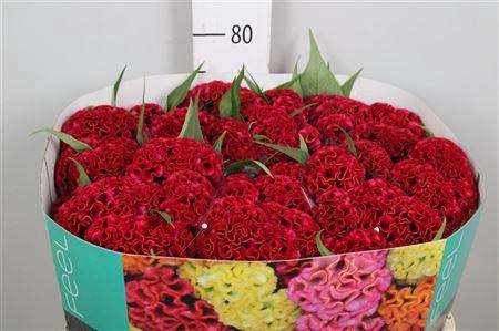 Celosia Cristata Grp 'Act Dara'