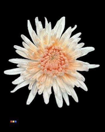 Chrysanthemum geplozen kas kleurbehandeld H%
