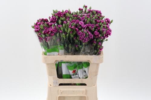 Dianthus tros overig