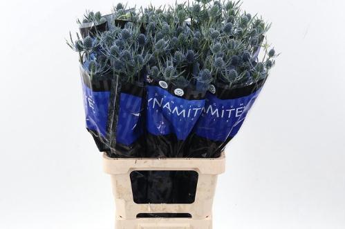 Eryngium alpinum Blue Dynamite