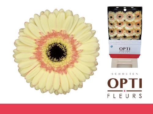 Gerbera grootbloemig 'Cartizze'