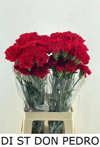 Dianthus standaard Don Pedro