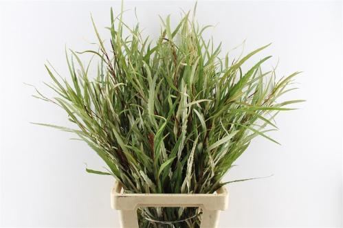 Decoratiegroen overig per bos