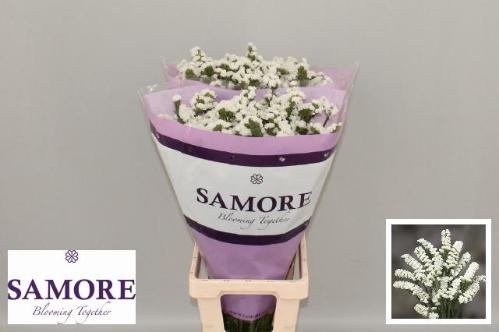 Limonium sinuatum Silvery Sun Birds