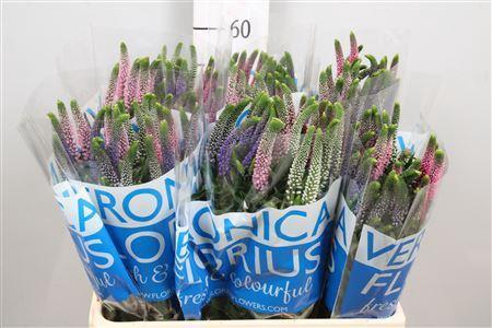 Veronica Smart Rainbow Gemengd