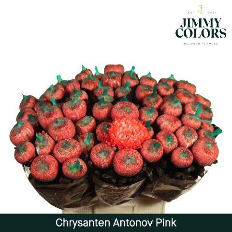 Chrysanthemum (Indicum Grp) geplozen Antonov kleurbehandeld H%