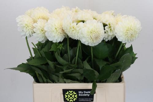 Dahlia Ball Grp 'Boom Boom White'