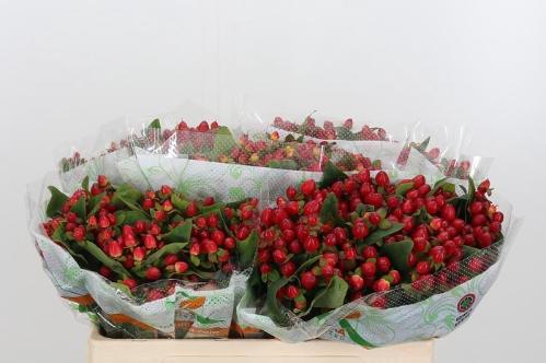 Hypericum inodorum Magical Triumph