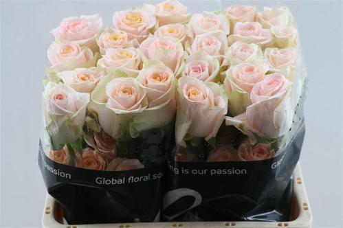 Rosa grootbloemig Tiffany!