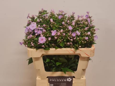 Phlox Paniculata Grp 'Butterfly'