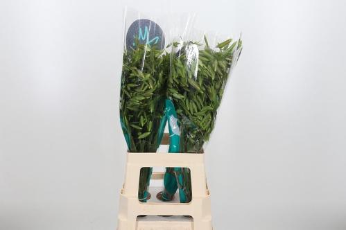 Chasmanthium latifolium